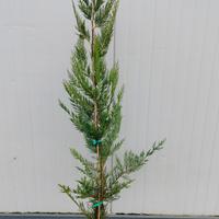 🟠🟠🟠disponibili pini lailander 🟡🟡🟡