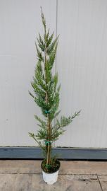 🟠🟠🟠disponibili pini lailander 🟡🟡🟡