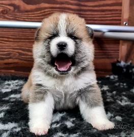 Ultima cucciola di akita disponibile lombardia