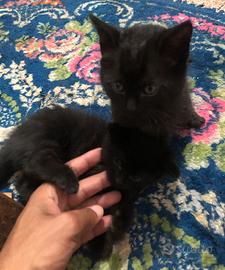 3 gatti