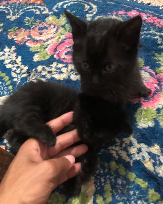 3 gatti