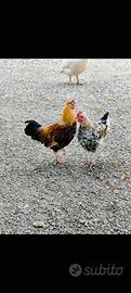 Galline nane americanine
