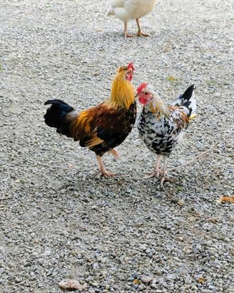 Galline nane americanine