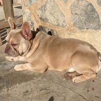 Femminuccia bulldog francese