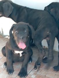 Ultimi 2 femmine cuccioli cane corso