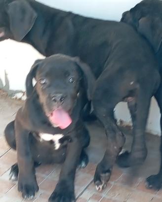 Ultimi 2 femmine cuccioli cane corso
