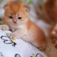 Gattini Scottish Fold e straight