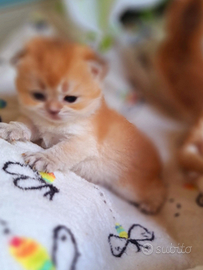 Gattini Scottish Fold e straight