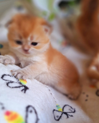 Gattini Scottish Fold e straight