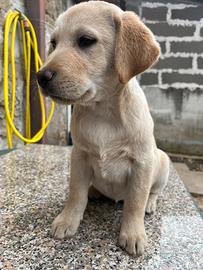 Ultima cucciola Labrador champagne