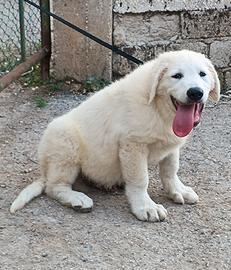 Pastore abruzzese maremmano