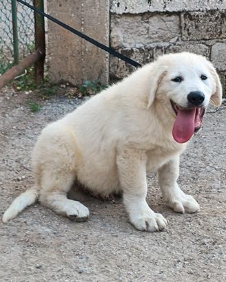 Pastore abruzzese maremmano