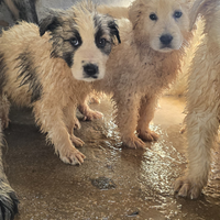 Adozione gratuita cuccioli