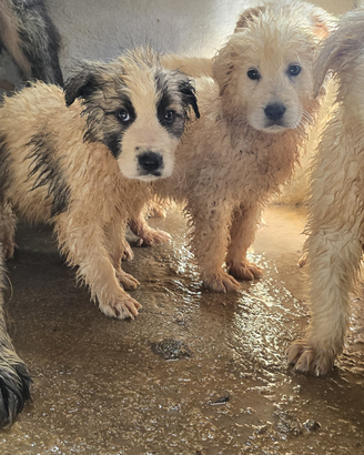 Adozione gratuita cuccioli