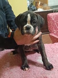 Cucciola boxer