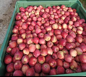 Terreno/prato coltivato a Fuji