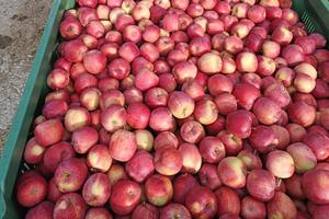 Terreno/prato coltivato a Fuji