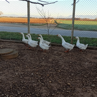 Oche anatre galline