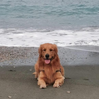 Golden retriever americano da monta