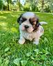 cuccioli-shih-tzu
