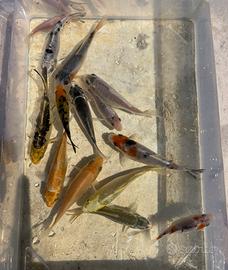 Carpe Koi