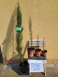 Cipressi Toscani