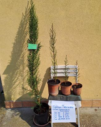Cipressi Toscani