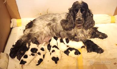 Cuccioli cocker spaniel inglesi