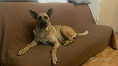 Belga malinois