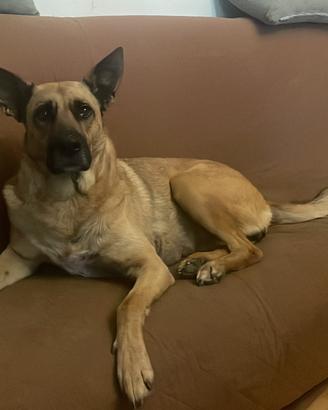 Belga malinois