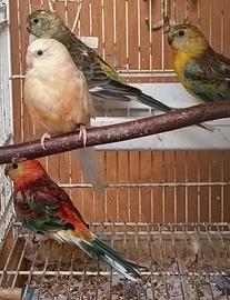 Parrocchetti groppone rosso