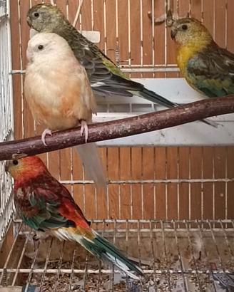 Parrocchetti groppone rosso