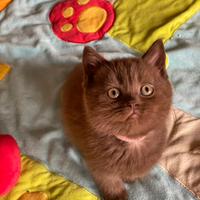 British shorthair