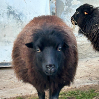 Pecore Nane Ouessant