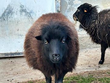 Pecore Nane Ouessant