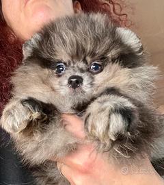 Spitz tedesco nano merle