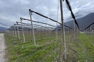 Meleto con reti antigrandine a Salorno