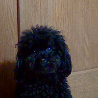 ACCOPPIAMENTO Barboncino Toy nero