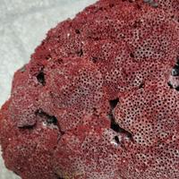 Madrepora rossa per acquario marino tropicale
