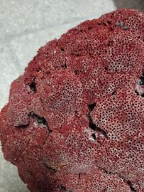 Madrepora rossa per acquario marino tropicale