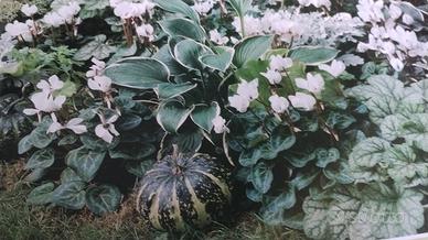 giardino sempre estivo con sempreverdi 