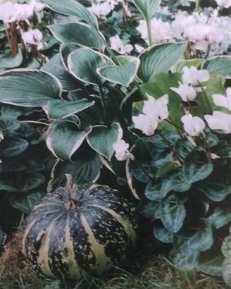 giardino sempre estivo con sempreverdi 