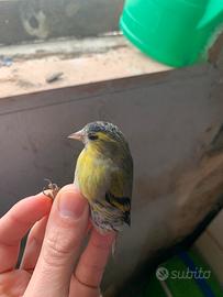 Lucherino maschio scambi0