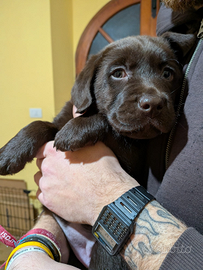 Femmine di Labrador chocolate
