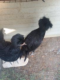 Padovana nero