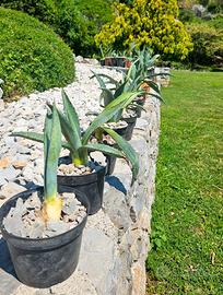 PIANTE DI AGAVE