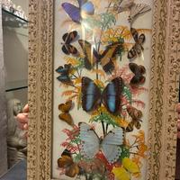 Quadro con farfalle brasiliane sotto vetro.