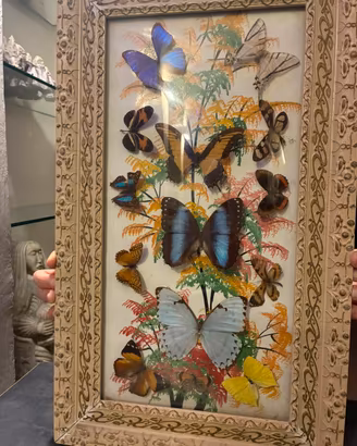 Quadro con farfalle brasiliane sotto vetro.