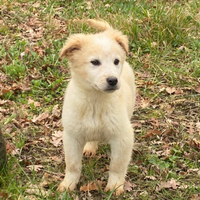 Birbantello cucciolo mix maremmano taglia media