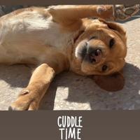 Cane Thomas in adozione